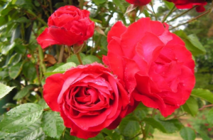 Pnące róże fot. Rosarium Szkółka Róż