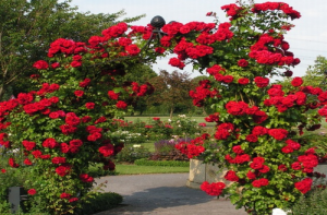Pnące róże fot. Rosarium Szkółka Róż