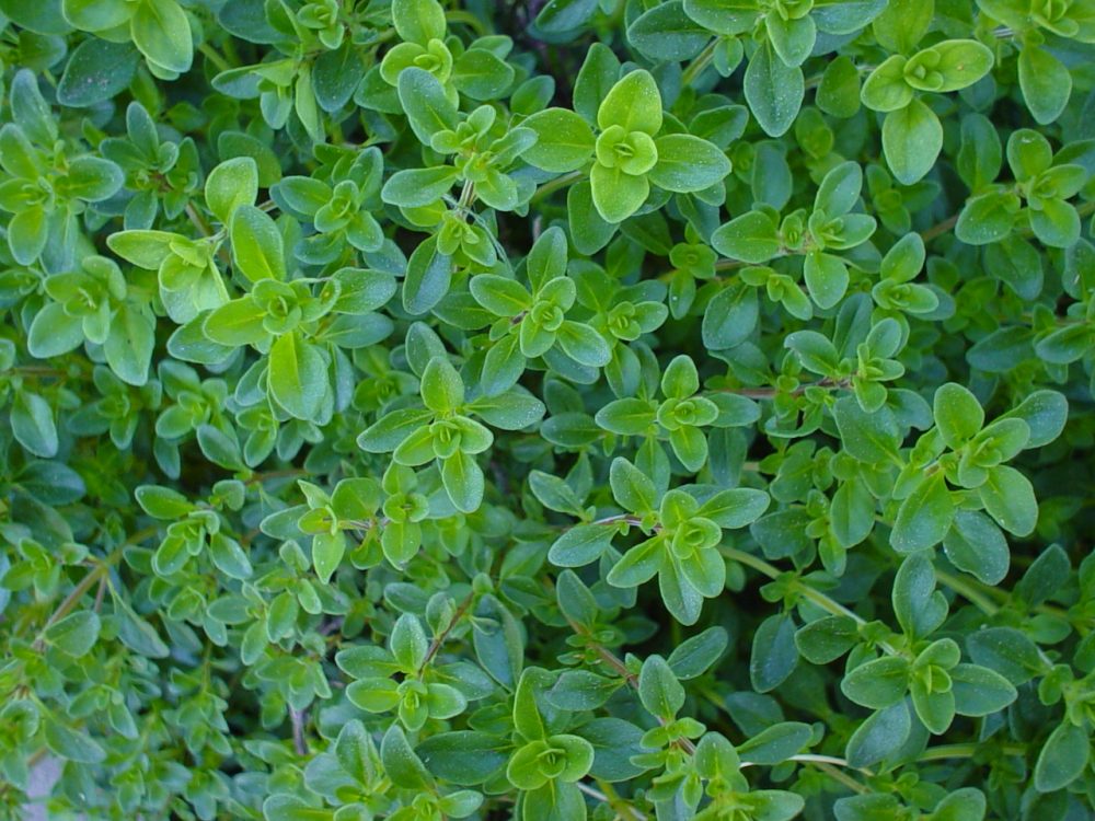 oregano www.morguefile.com